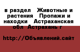  в раздел : Животные и растения » Пропажи и находки . Астраханская обл.,Астрахань г.